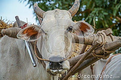 Domestic Oxes Harnessed in Cart in Myanmar Burma Stock Photo