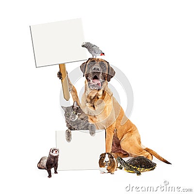 Domestic Pet Group With Blank Signs Stock Photo