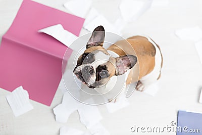 A domestic pet has taken on a home. Torn documents on white floor. Pet care abstract photo. Small guilty dog with funny face. Stock Photo
