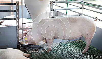 Domestic pig eating from self feeder Stock Photo