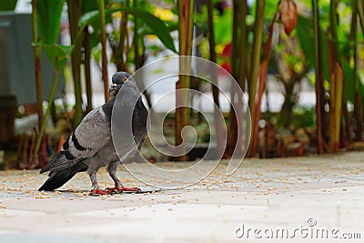 Domestic pigeon Columba livia domestica Stock Photo