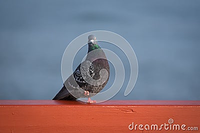 Domestic pigeon Columba livia Stock Photo