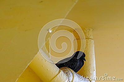 Domestic pigeon Stock Photo
