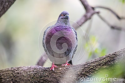Domestic pigeon standing on a tree branch Stock Photo