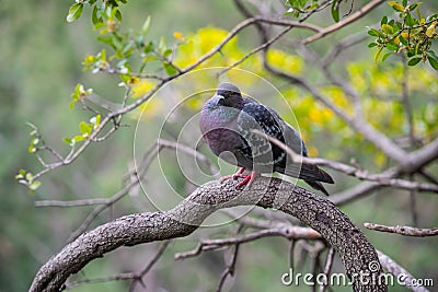 Domestic pigeon standing on a tree branch Stock Photo