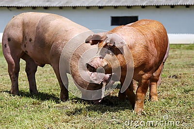 Domestic pigs on the farm Stock Photo