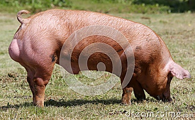 Domestic pigs breeding on a rural animal farm Stock Photo