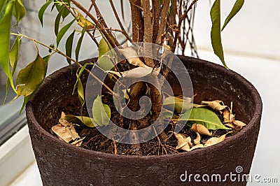 Domestic plant left without water. dying plant with falling leaves Stock Photo