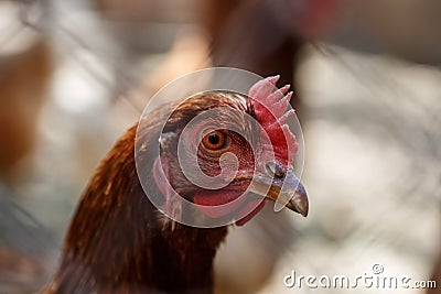 Domestic poultry, chickens behind the fence Stock Photo