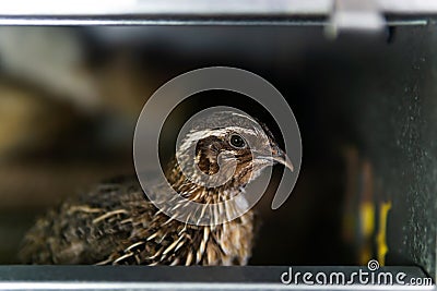 Domestic quail kept in a cage in a hen house, close up Stock Photo
