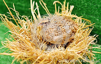 Domestic quail sits in a nest and hatches quail eggs.Poultry farm, agriculture Stock Photo