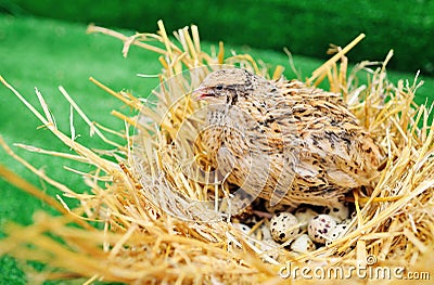 Domestic quail sits in a nest and hatches quail eggs.Poultry farm, agriculture Stock Photo