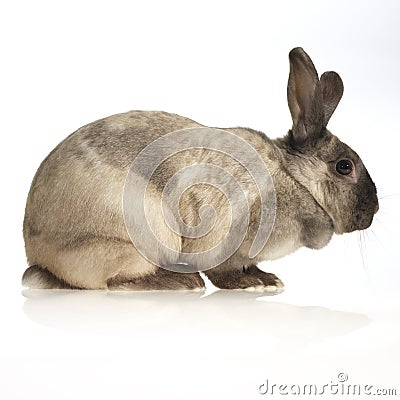 Domestic rabbit Stock Photo