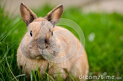 Domestic rabbit Stock Photo