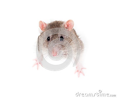 Domestic rat leaning out of paper torn hole Stock Photo