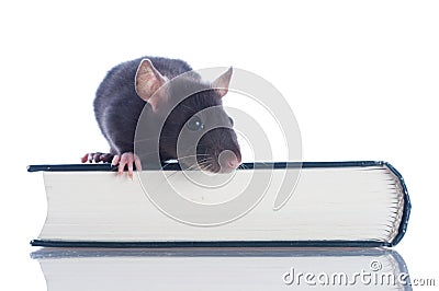 Domestic rat sitting Stock Photo