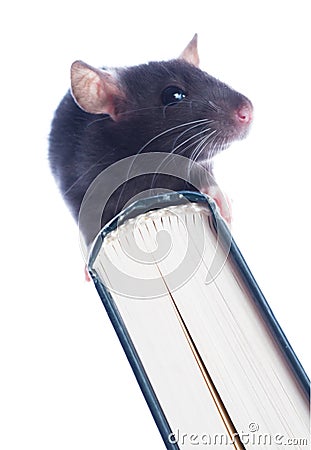 Domestic rat sitting Stock Photo