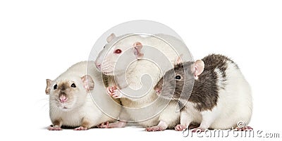 Domestic rats against white background Stock Photo