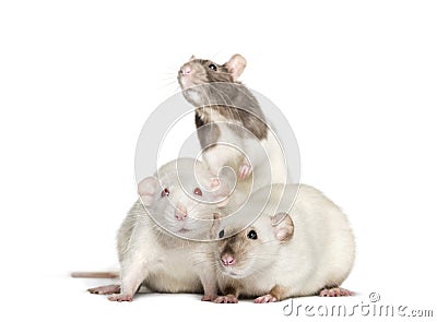 Domestic rats against white background Stock Photo
