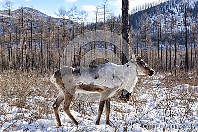 Domestic reindeer on background of mountain taiga pasture Stock Photo