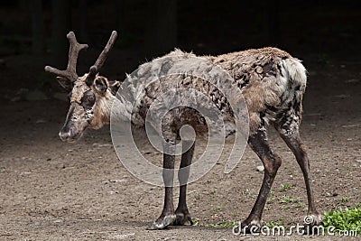 Domestic reindeer (Rangifer tarandus f. domestica) Stock Photo