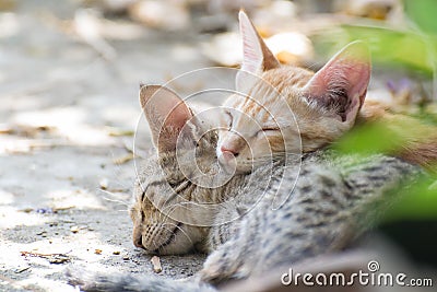 Cat kittens sleeping Stock Photo