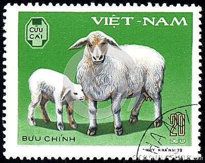 Domestic Sheep and lamb Ovis ammon aries, circa 1979 Editorial Stock Photo