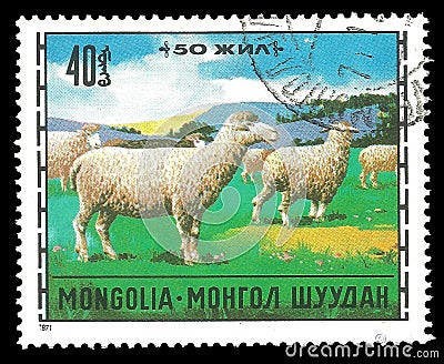 Domestic Sheep Ovis ammon aries Editorial Stock Photo