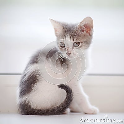 The domestic spotty kitten sits at a window. Stock Photo