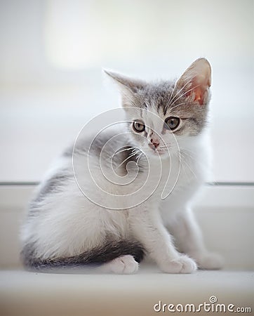 Domestic spotty kitten sits at a window. Stock Photo