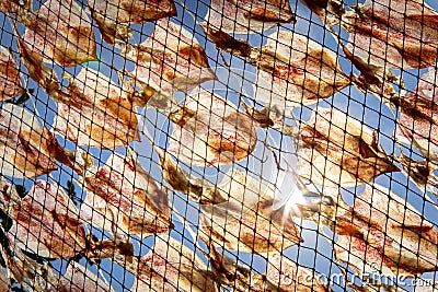 Domestic sun dry squidy food on fishing rope net thailand Stock Photo