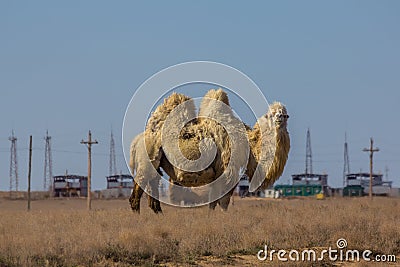 Domestic white bactrian two-humped camel in desert of Kazakhstan Stock Photo