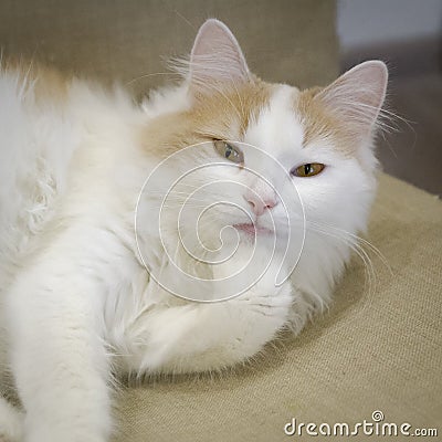 Domestic white beige cat on the chair close-up. Funny. Licking paw Stock Photo