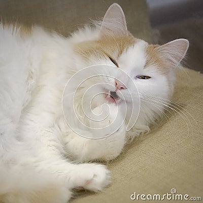 Domestic white beige cat on the chair close-up. Funny. Licking paw Stock Photo