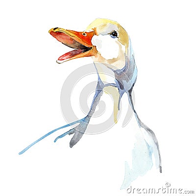 Domestic white Duck watercolor illustration isolated on white. waterfowl farm bird Cartoon Illustration