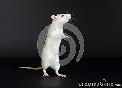 Domestic white rat Stock Photo