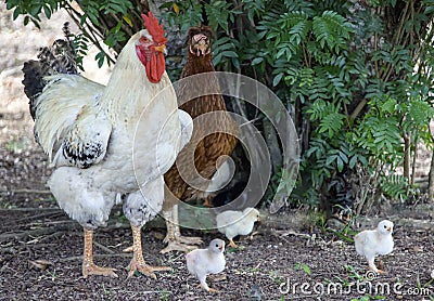 Domestic white rooster and colored hen with chicks feed in the village yard Stock Photo