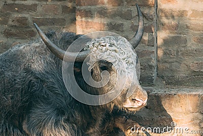 Domestic yak Bos grunniens, also known as tartary ox in zoo Stock Photo