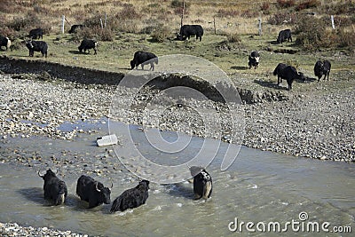 Domestic Yaks Bos grunniens in the grassland of Tagong, bathing in water, Stock Photo