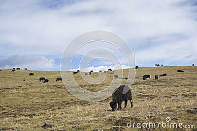 Domestic Yaks Bos grunniens in the grassland of Tagong, Kangding, GarzÃª Tibetan Autonomous Prefecture, Sichuan, China Stock Photo