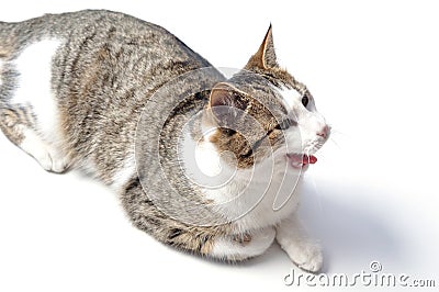 Domestic yawning cat Stock Photo