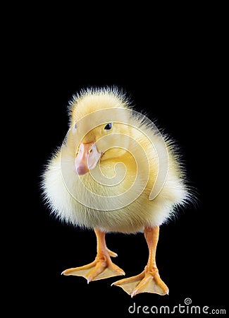 Domestic yellow baby duck Stock Photo
