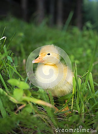 Domestic yellow baby duck Stock Photo