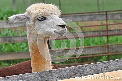 Domesticated Alpacas Stock Photo