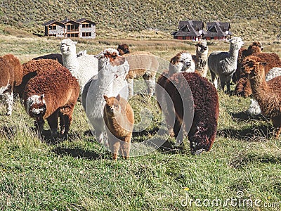 Domesticated alpacas, social herd animals that live in family groups Stock Photo