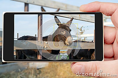 Domesticated black donkeys in the paddock Stock Photo