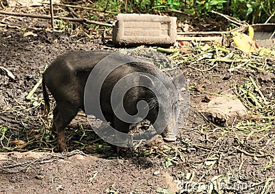 Domesticated boar Stock Photo