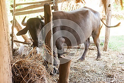 Domesticated buffalo Stock Photo