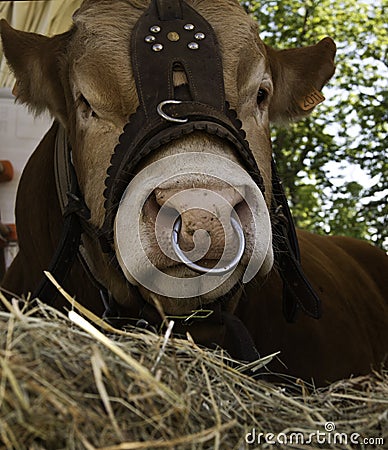 Domesticated cow with nose ring Stock Photo