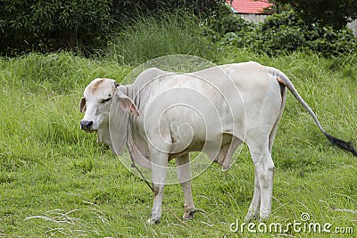 Domesticated cow Stock Photo